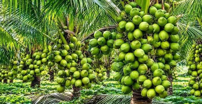 Top 10 Largest Producers of Coconut in the World