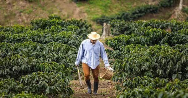 Top 10 Largest Producers of Coffee in the World